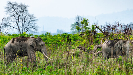A herd of wild elephants grazes peacefully among dense bushes in the lush green landscape of Kaziranga National Park, surrounded by misty grasslands and vibrant wilderness. © Lathish