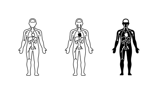 Human Circulatory System Vector Icons, Lymphatic Network Diagrams, Medical Anatomy Illustrations, Health Science Graphics