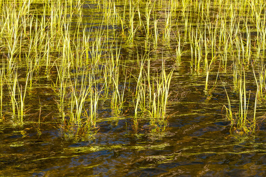 Canada, BC, Keremeos, Cathedral Provincial Park.  Green shoots rise above the surface of Quiniscoe Lake.