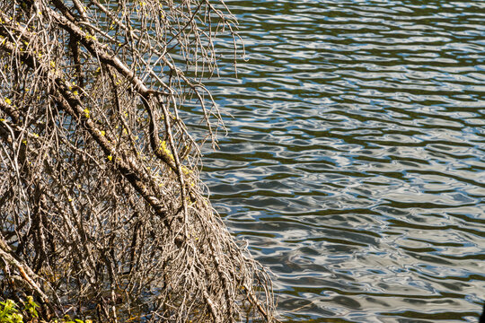 Canada, BC, Cathedral Provincial Park.  Bare branches of an alpine tree against Quiniscoe Lake's rippled surface.