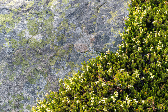 Canada, BC, Cathedral Provincial Park.  White Mountain Heather (Cassiope mertensiana) against a lichen covered granite slab.