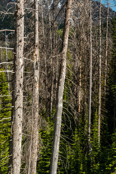 Canada, BC, Cathedral Provincial Park.  Bare fir trees in the sub-alpine.