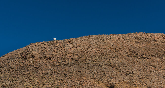 Canada, BC, Keremeos.  Cathedral Provincial Park.  A lone mountain goat (oreamnos americanus), on the edge of a ridge, high above the Rim Trail at 2,500 meters (8,200 feet) elevation