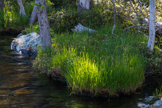 Canada, BC, Keremeos.  Cathedral Lakes Provincial Park.  Tufts of grass on the margins of Quiniscoe Lake