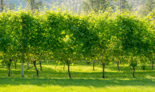 Canada, BC, Okanagan Falls.  Lush green grape vines in mid summer in Canada's premier wine making region.