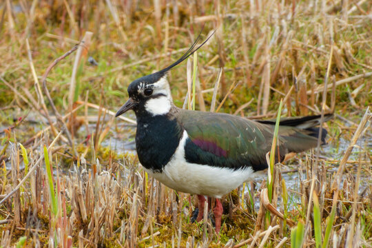 The northern lapwing (Vanellus vanellus) on wetland.