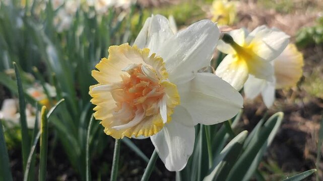 Beautiful blooming flower daffodil Petit Four on sunny spring day. Blooming narcissus close-up. Blossomed multicolored flower with petals, stamens, green leaves growing in ground. Natural background