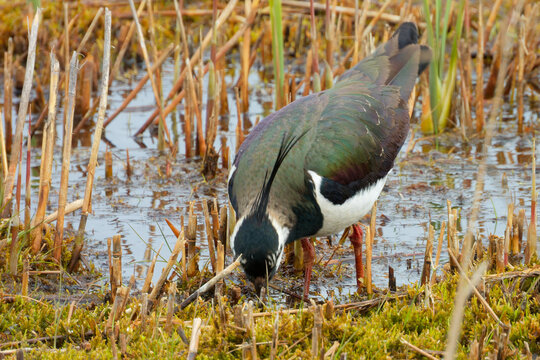The northern lapwing (Vanellus vanellus) on wetland.