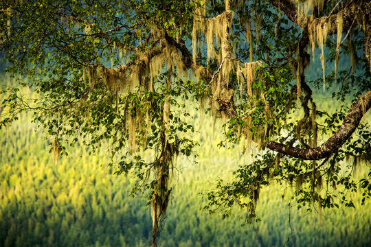 Canada, BC, Bowron Lake Provincial Park.  Lichen hanging on the branches of a paper birch tree.  Typical scene of the interior temperate rain forest.