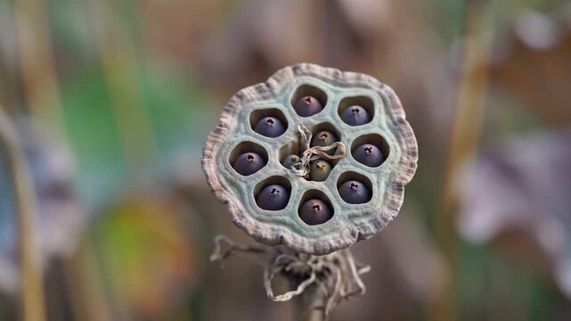 Close-up of a dried lotus seed pod showing its natural geometric pattern and dark seeds, ideal for nature and botanical themes