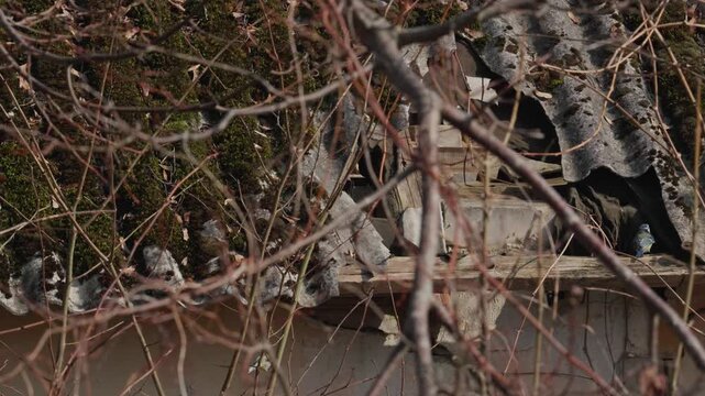 Blue tits hide, hop, and take flight on an old slate roof. In the foreground, out-of-focus tree branches frame the scene. A distant wide-angle shot.