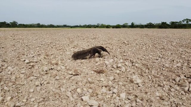 Giant anteater walking across agricultural land in Casanare, Colombia, aerial wildlife and rural landscape