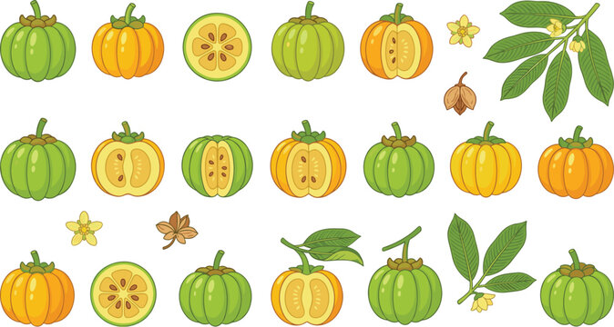 Fresh Garcinia cambogia fruit vector set featuring green and orange brindleberry slices seeds leaves and blossoms for botanical design.