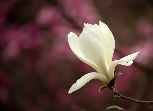 Magnolia white flower blooming in spring garden on mysterious floral dark pink background, beautiful botanical nature landscape with copy space.