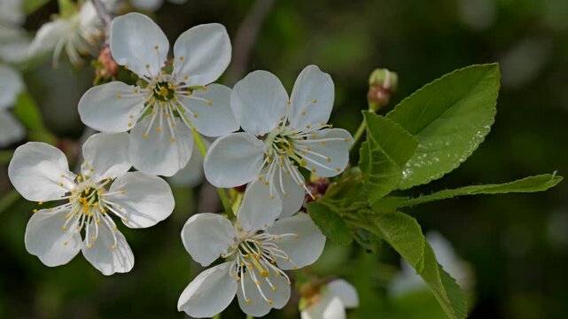 Cherry trees blossoming in a spring garden. Branch with white cherry flowers.