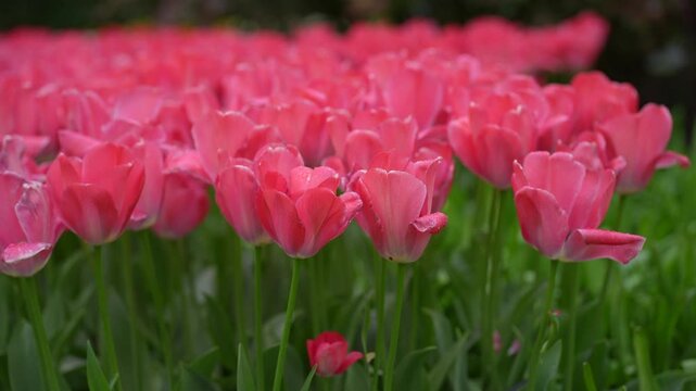 Pink tulip flower bloom in spring garden with floral background, soft green stem, and closeup nature scene
