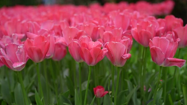 Pink tulip flower field spring bloom garden floral display with natural background and green stems in soft spring color