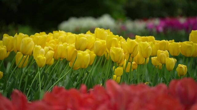 Yellow tulip flower garden bloom with green leaf in spring field, colorful outdoor landscape with soft blur background