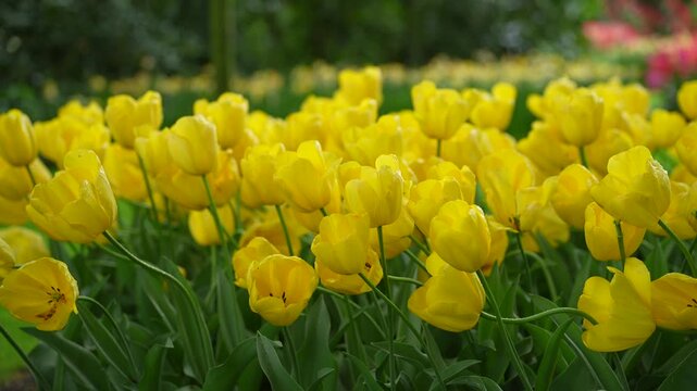 Yellow tulip flower bloom in spring garden with green leaves, soft blurred background, outdoor nature plant scene