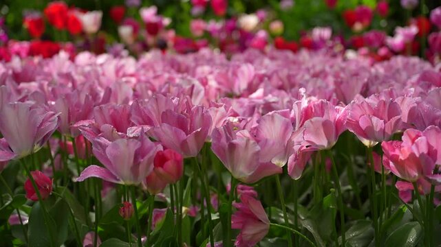 Pink tulip flower field, spring garden with blooming floral background, pastel blossom, fresh petal and green leaf in soft light