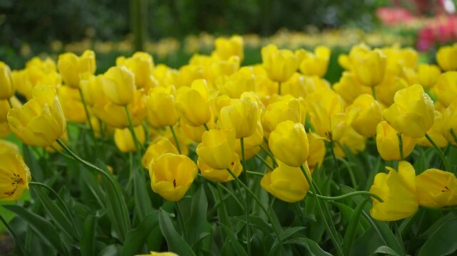 Yellow tulip flower garden bloom in green spring field, bright outdoor nature scene with leaf background