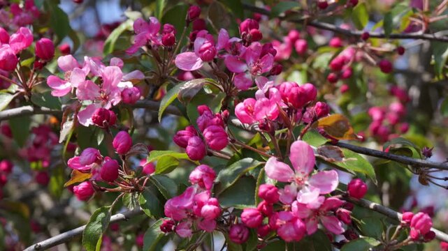 Untitled ProjectBranch of blooming pink apple tree with buds and flowers in spring orchard.
