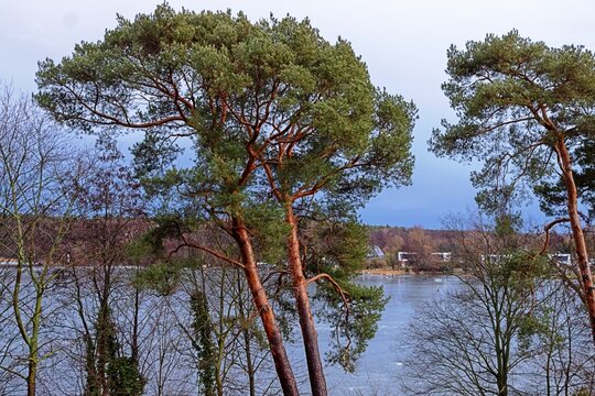 Kiefern am flakensee im winter