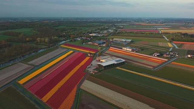 Aerial view of colorful blooming tulip fields with stripes of red and yellow flowers near farm buildings and canals De Zilk, Zuid-Holland, Netherlands.