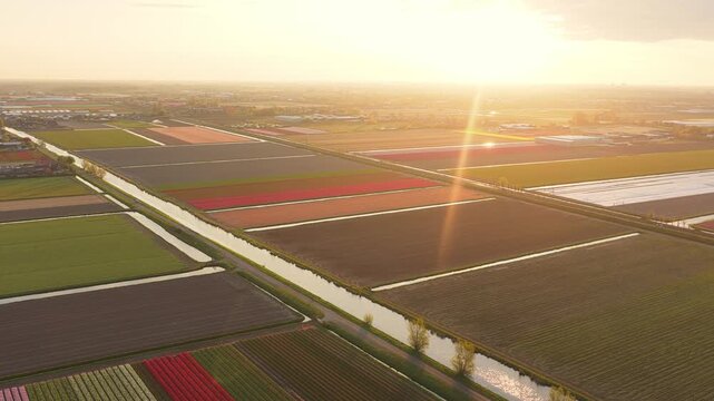 Aerial view of vibrant rows of blooming tulips divided by a narrow canal under a warm golden sunset De Zilk, Zuid-Holland, Netherlands.