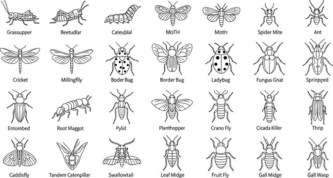 Hand-Drawn Insect Collection Featuring Grasshopper, Beetle, Moth, Ladybug, and Other Bugs on a White Background.