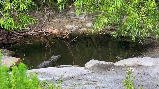 mother alligator with hatchlings resting in shaded pond