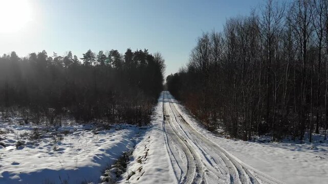 Flying in the pine forest in winter