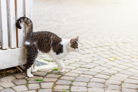 Cute lonely cat looking for affection on the cobblestone street. Domestic animal walking in the public urban space. Compassion for homeless pets and volunteering concept.