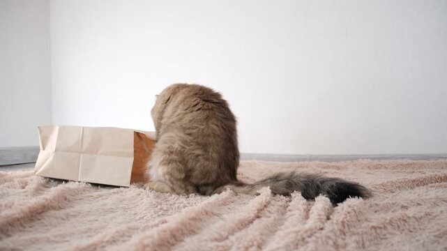 Playful cat playing with paper bag. The cat is always monkeying around seek more fun. Games with mischief pets