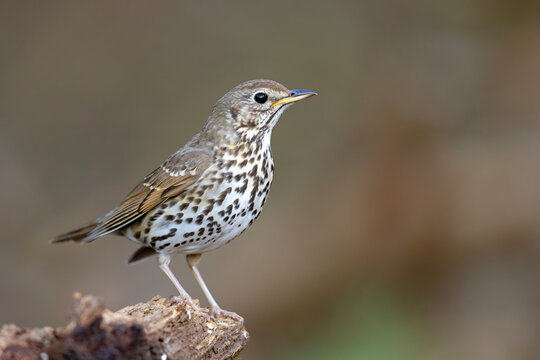 Śpiewak (Turdus philomelos)