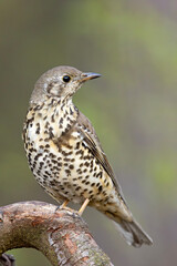 Paszkot (Turdus viscivorus) © Grzegorz