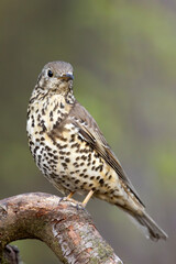 Paszkot (Turdus viscivorus) © Grzegorz