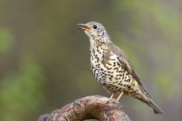 Paszkot (Turdus viscivorus) © Grzegorz