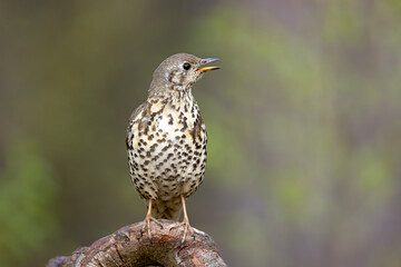 Paszkot (Turdus viscivorus) © Grzegorz