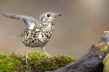 Paszkot (Turdus viscivorus) © Grzegorz