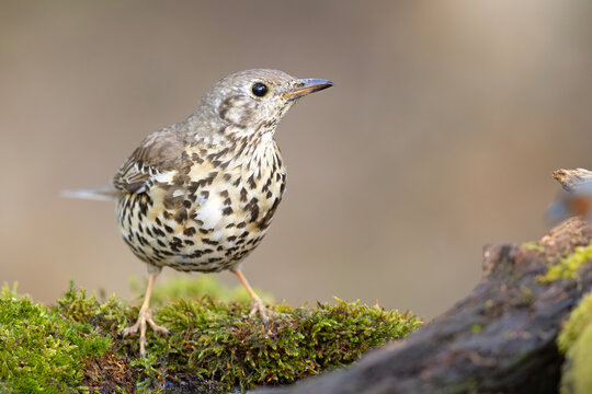 Paszkot (Turdus viscivorus)