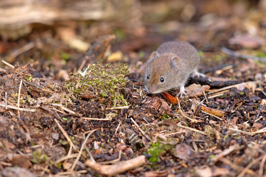 Nornica ruda (Clethrionomys glareolus)