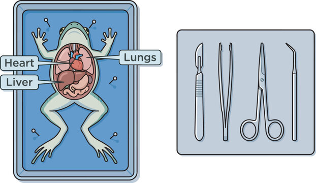 Frog dissection diagram with labeled internal organs and surgical tools
