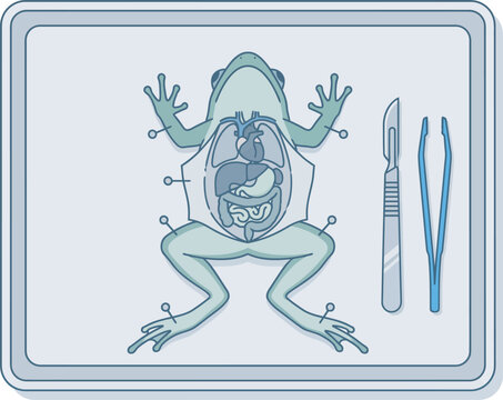 Illustration of frog anatomy on dissection tray with surgical tools and scalpel