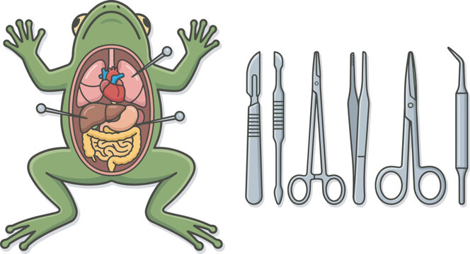 Scientific illustration of a frog dissection with organized surgical tools