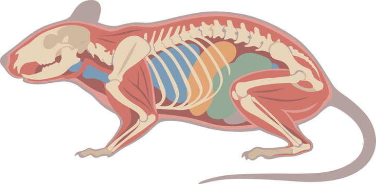 Anatomical diagram of a rat showing skeletal and organ systems