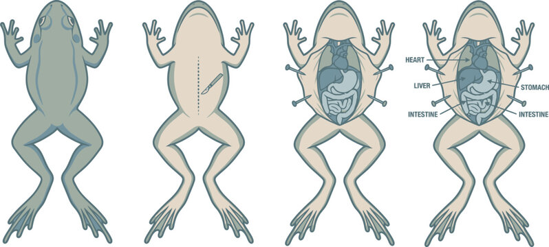 Sequence showing the steps of a frog dissection process