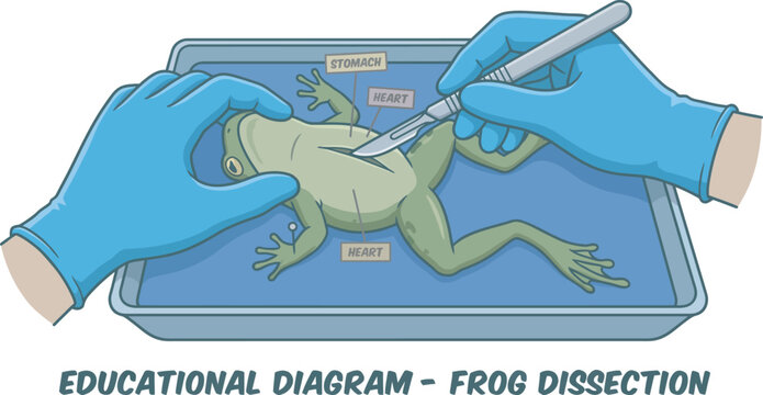 Educational diagram of gloved hands performing a frog dissection