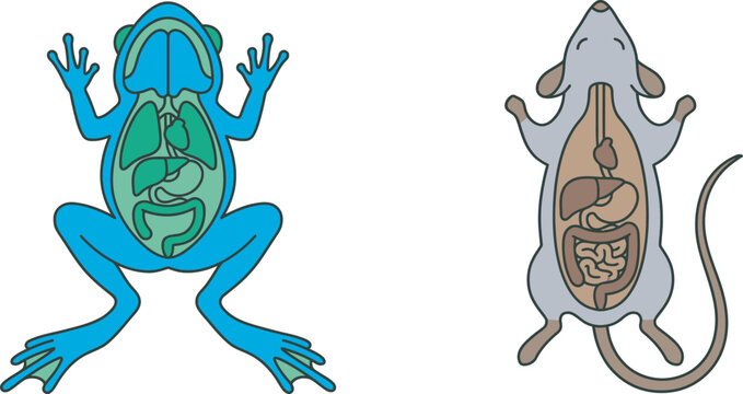 Side by side comparison of frog and rat internal anatomy