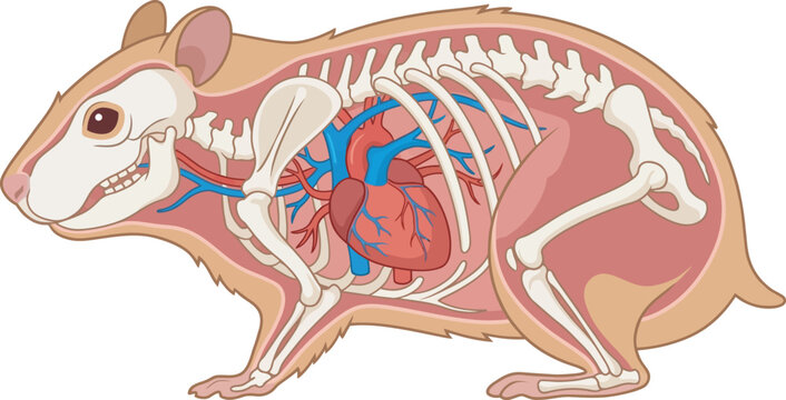 Profile anatomical diagram of a rat's skeletal and organ systems